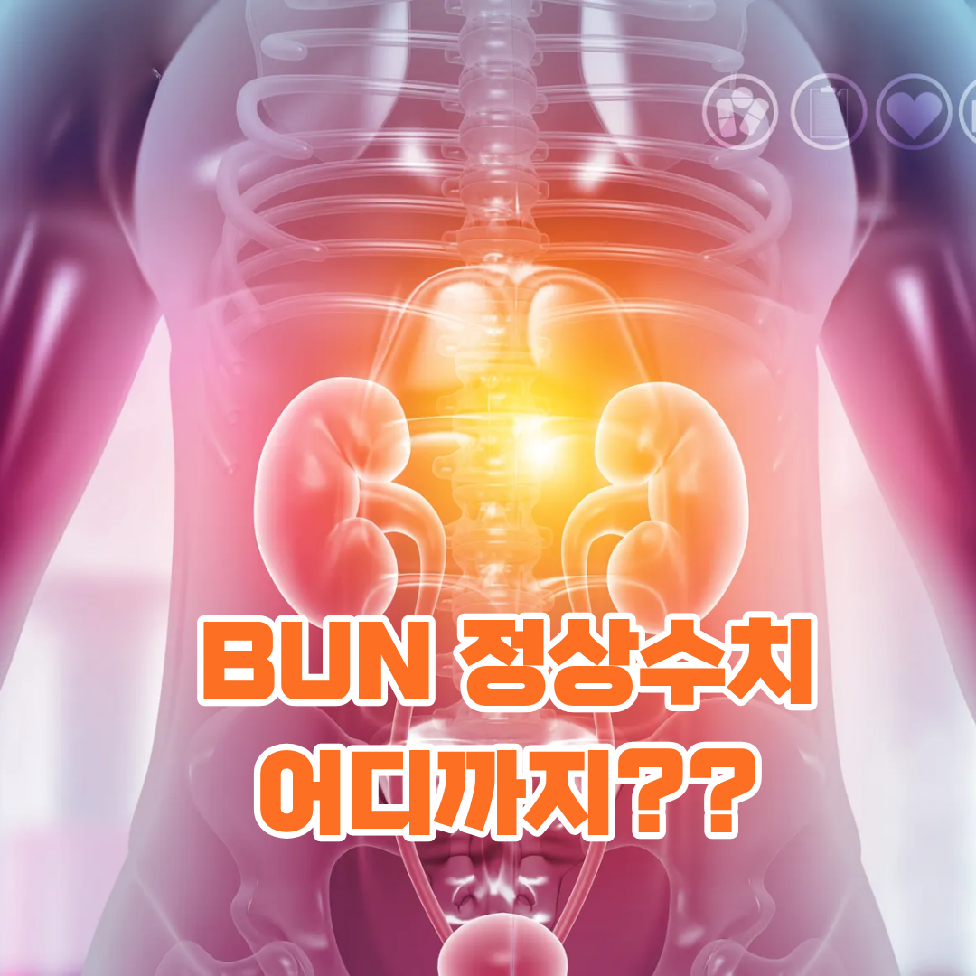 BUN 정상수치